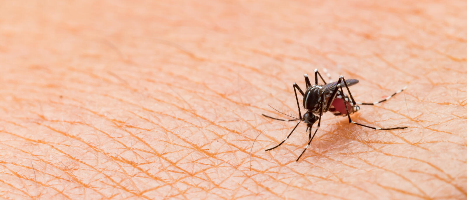 Luchar contra los mosquitos es posible con los repelentes