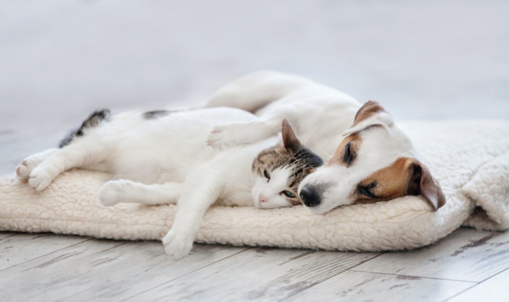 perro y gato durmiendo juntos