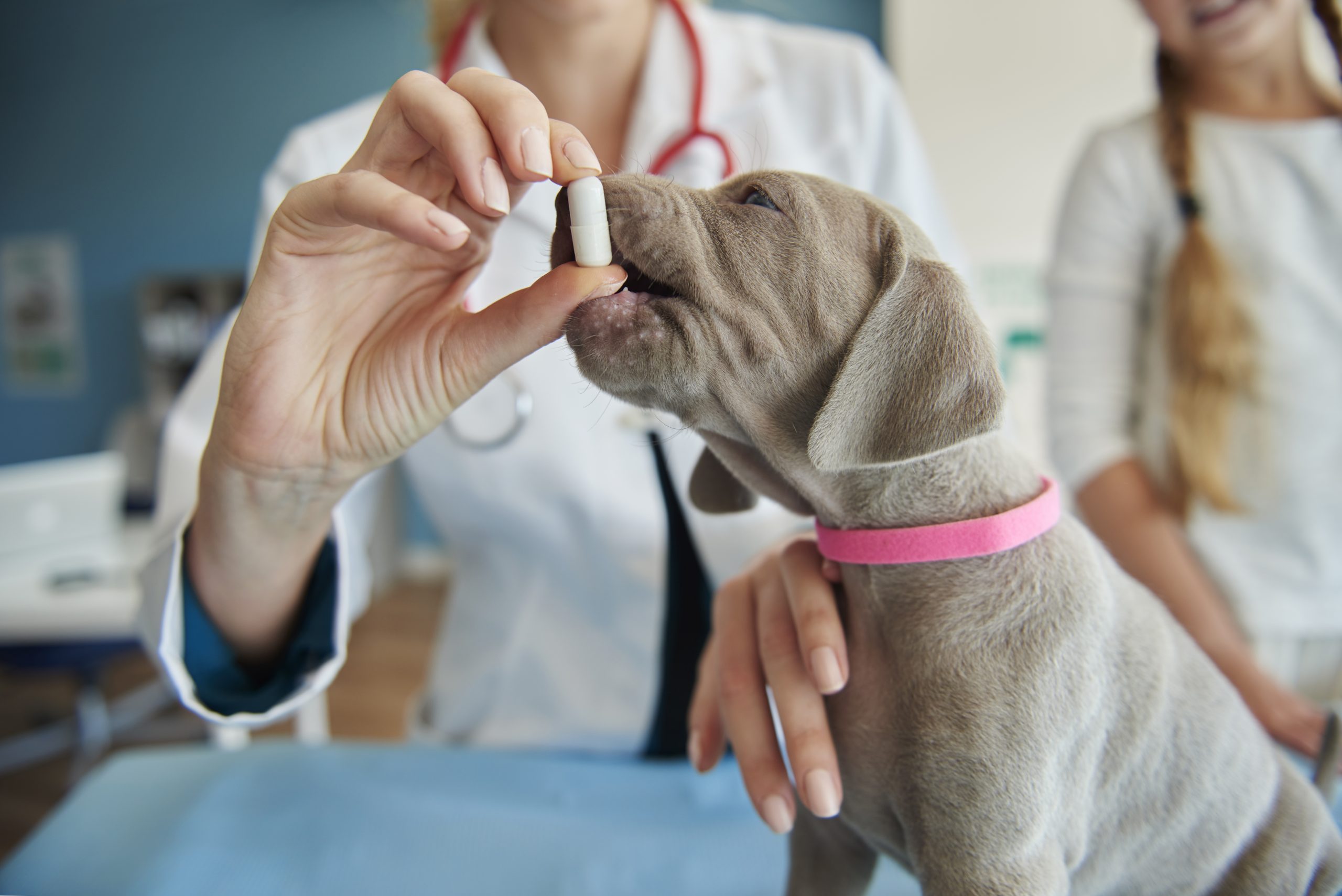 Uso de medicamentos humanos en perros y gatos