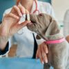 mascota recibiendo un antibiótico por parte de un veterinario