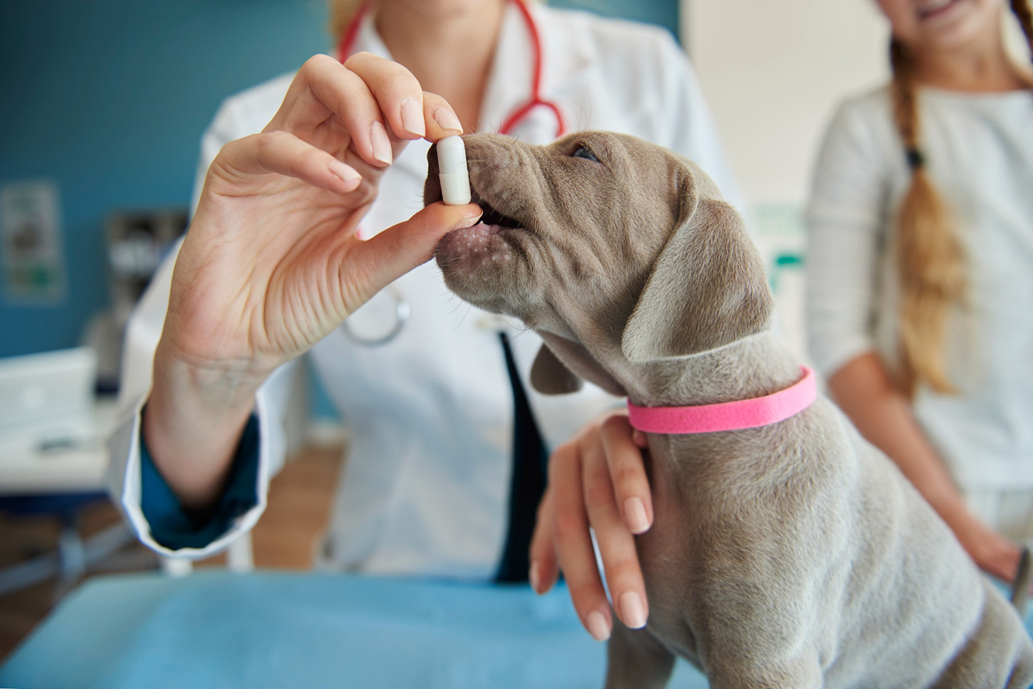 Los antibióticos para animales, un “segundo plato” que desafía la salud global
