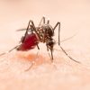 Un mosquito sobre la piel de un humano picando