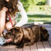 prevención-golpe-calor-mascotas-verano